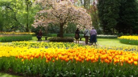2014-04-17 Holland Tulips 58.jpg